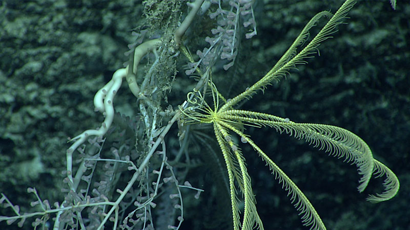 Feather stars are sometimes incorrectly called unstalked crinoids. Larvae do develop a stalk after they settle out of the plankton, but they shed it when still very small. A single remaining uppermost stalk segment, the centrodorsal, bears hook-like cirri for clinging to the seafloor or other invertebrates, such as corals and sponges. The long prehensile cirri of this feather star are characteristic of family Thalassometridae, and this is also likely a new species.
