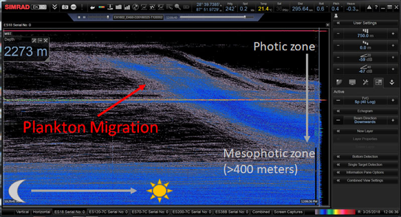 Figure 2. Organisms migrating to deeper in the water at dawn.