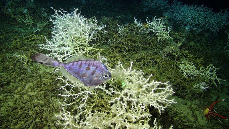 Thorny tinselfish, Grammicolepis brachiusculus, swimming above a dense aggregation of Lophelia pertusa and the squat lobster Eumunida picta at 496 meters (1,627 meters) on the West Florida Slope. The image was taken on a 2017 SEDCI-supported expedition aboard NOAA Ship Nancy Foster. 