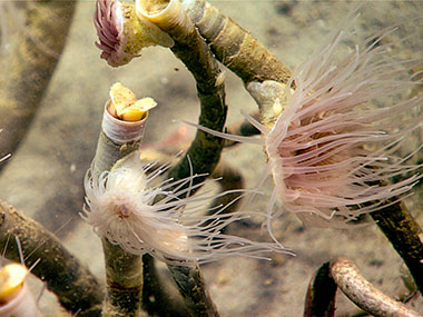 Patches of chemosynthetic communities were occasionally observed throughout the dive, which included high densities of siboglinid tubeworms. 