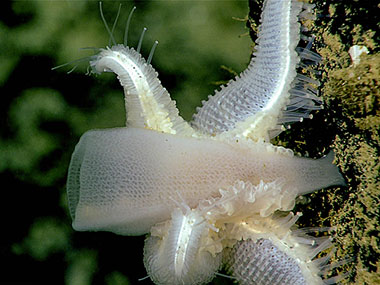 Pythonaster seastar feeding on a glass sponge.