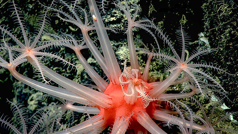 Mushroom coral (Anthomastus sp.) observed during the dive.