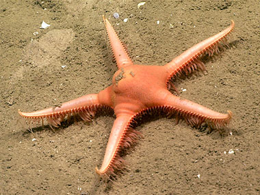 This sea star (Dytaster sp.) has pointed tube feet which allow it to move quickly on the sediment. Sea stars were common at the beginning of Dive 10. 