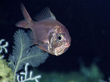 Western roughy (Hoplostethus occidentalis) are a long-lived deepwater fish found all the way from Nova Scotia to Brazil.