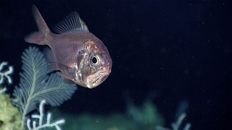 Western roughy (Hoplostethus occidentalis) are a long-lived deepwater fish found all the way from Nova Scotia to Brazil.