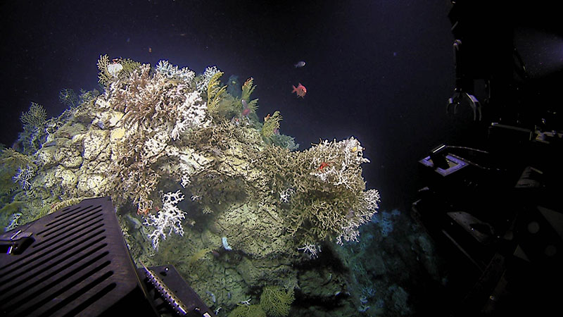 The most common species observed was Lophelia pertusa coral, seen both dead and alive. This coral provides important habitat to a myriad of other organisms, including fish, squat lobsters, brittle stars, and many others.