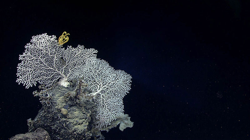 A yellow crinoid perched on a precious coral (Corallium niobe) that was attached on a topographic high. There was an abundance of bryozoans at the base of this colony.