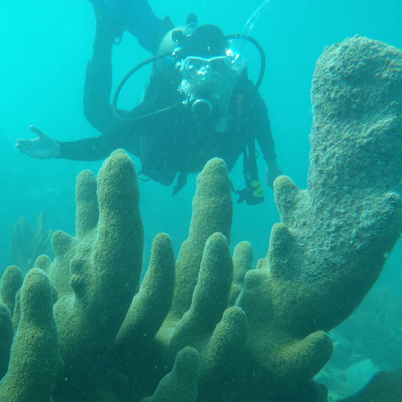 LT Abbitt behind a beautiful crop of Dendrogyra cylindrus (pillar coral) at Sand Key Sanctuary Preservation Area, six miles south of Key West.