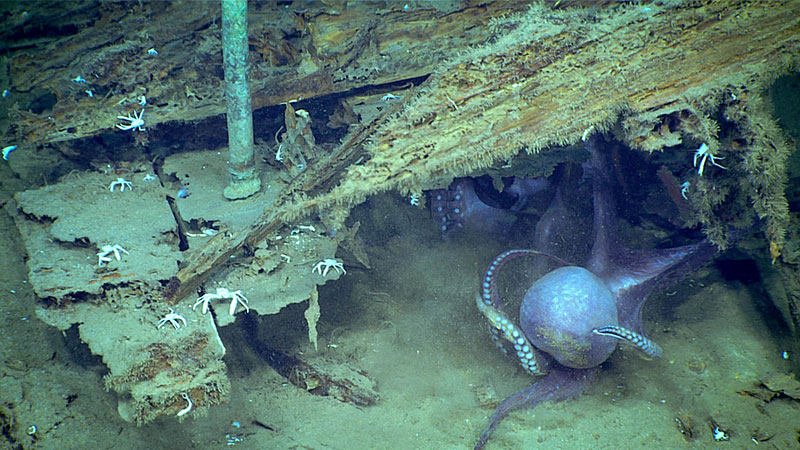 Two Muusoctopus spp. appear to wrestle for space inside the wreck seen on Dive 02 of the expedition.
