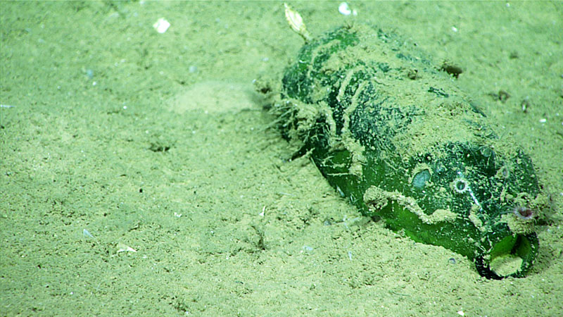 On Dive 02, a glass bottle was observed near the shipwreck we surveyed.