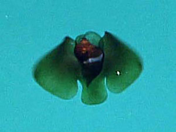 Early in the dive, D2 recorded a sea butterfly (Peracle bispinosa) from a deep-living group called pseudothecosome pteropods.