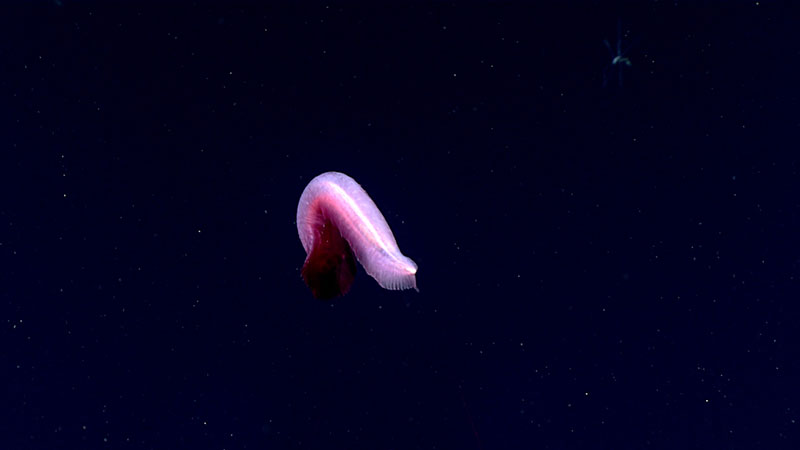 One of the “dancing sea cucumbers” that fascinated the BC deep-sea biology students, imaged on Dive 03 of the expedition.