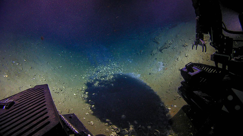 Brine pool observed on Dive 06. Note the surrounding mussel shells and blue staining of sediment above the pool.