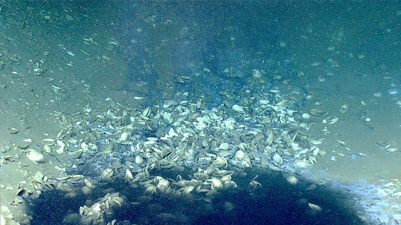Figure 5: The brine pool observed on Dive 06 had abundant dead mussel shells surrounding its edge as well as in the brine, suggesting that a chemosynthetic community was once present, but is now no longer active. 