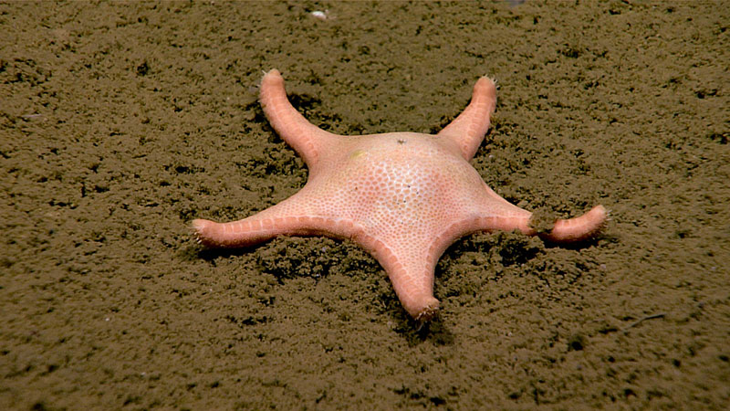 One species, which I only recently described in 2015, was known primarily from the Pacific and off the Atlantic coast of Africa. The Okeanos Explorer has now observed this species, called Sibogaster nieseni, from the Gulf of Mexico!