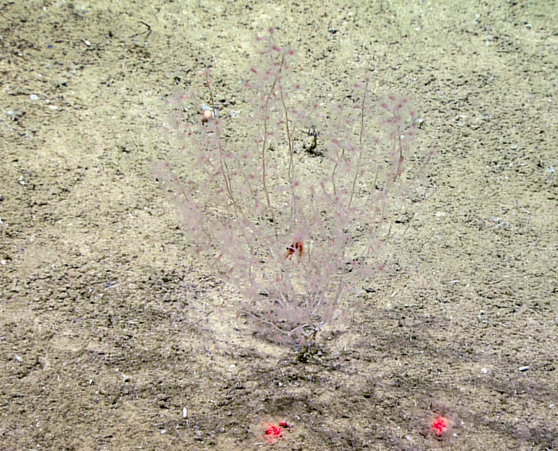 An Acanella bamboo coral rooted in soft sediments at 1,863 meters (6,112 feet) depth on the West Florida Escarpment.