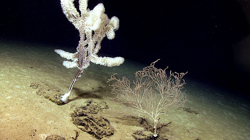 A bamboo coral (right), attached by its holdfast to hard substrate peeking out of sediments, was observed at 2,229 meters (~7,315 feet) depth at the southern end of the West Florida Escarpment. The glass sponge on the left is similarly attached to the exposed rock, but the surrounding soft sediments lack large suspension feeders, which need the firm surface to attach and grow to a large size.