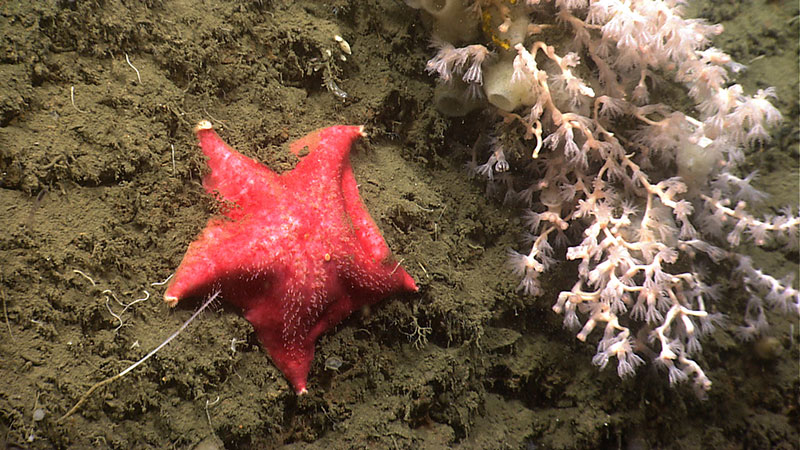 The steep ledges of Norfolk Canyon proved to be home to a large diversity of life. Here, a batstar resides on the wall next to a colony of deep-sea octocoral and sponges. The arm of several brittle stars can also be seen poking out of the sediment.
