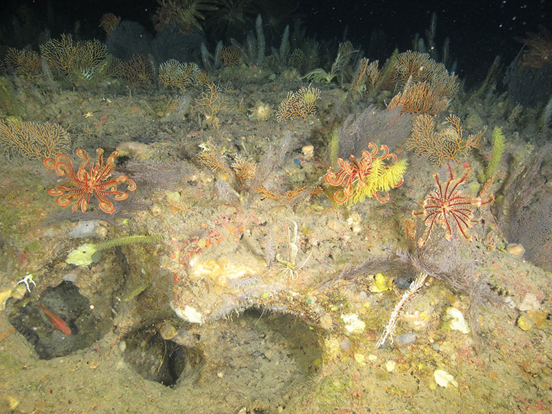 A dense community of black corals, octocorals, and crinoids at 122 meters (400 feet) depth on Elvers Bank in the northwestern Gulf of Mexico. The image was taken during a 2017 SEDCI-supported expedition aboard R/V Manta.