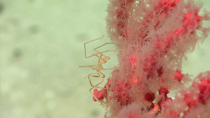 A small pycnogonid explores a bubblegum coral.