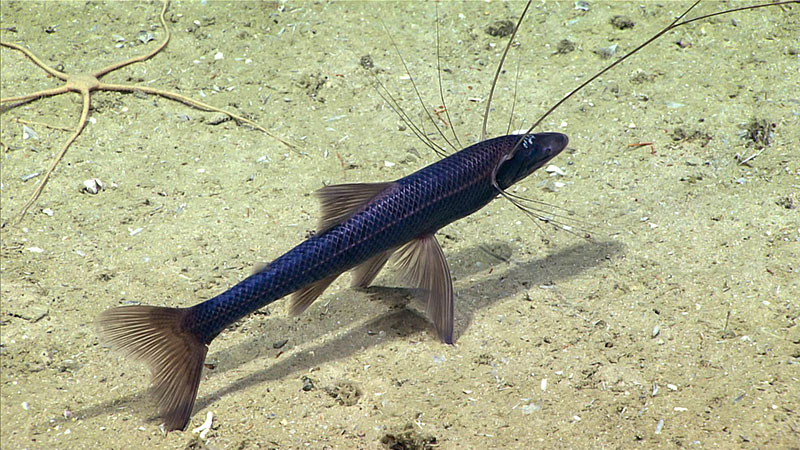 A tripod fish seen at 1707 meters during Dive 01 at Blake Escarpment North.