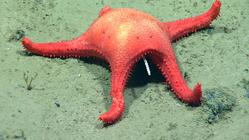 A sea star imaged feeding on stalked bryozoan during the second dive of this expedition at Blake Ridge. This behavior was recorded at about 3,388 meters (11,116 feet).