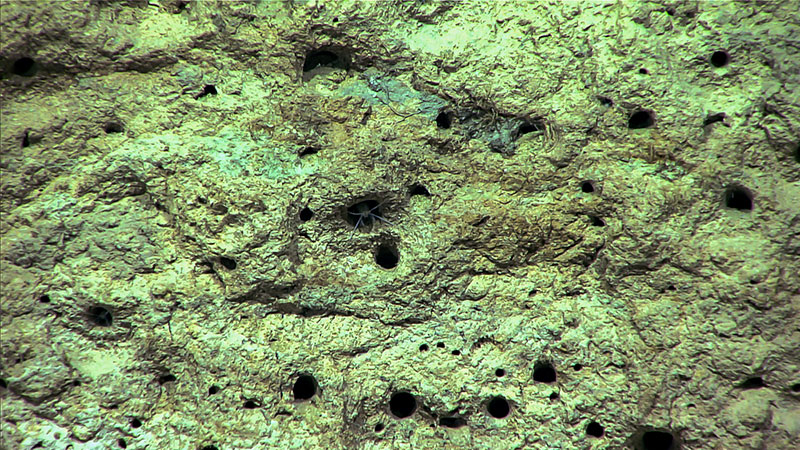 During Dive 03 at Giant Bedforms of Blake Ridge, the ROV Deep Discoverer imaged these amphipods making a home in the pits in this sediment. 