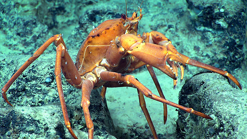 A golden crab, a commercially important species in this region, was seen around 1,247 meters (4091 feet) during Dive 04 of the Windows to the Deep 2018 expedition.