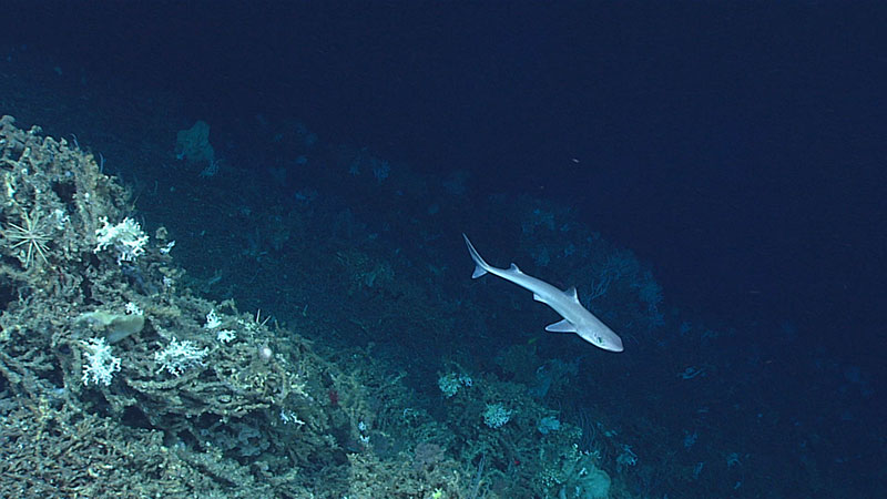 A shark was observed around 734 meters (about 2408 feet) during Dive 05 of the Windows to the Deep 2018 expedition. This image also shows the high density and diversity of corals seen throughout the dive.