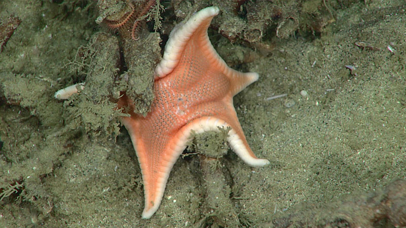 This goneasterid sea star was imaged during Dive 10 of the Windows to the Deep 2018 expedition and might be a new species or a range extension as it has not been documented in this region before.