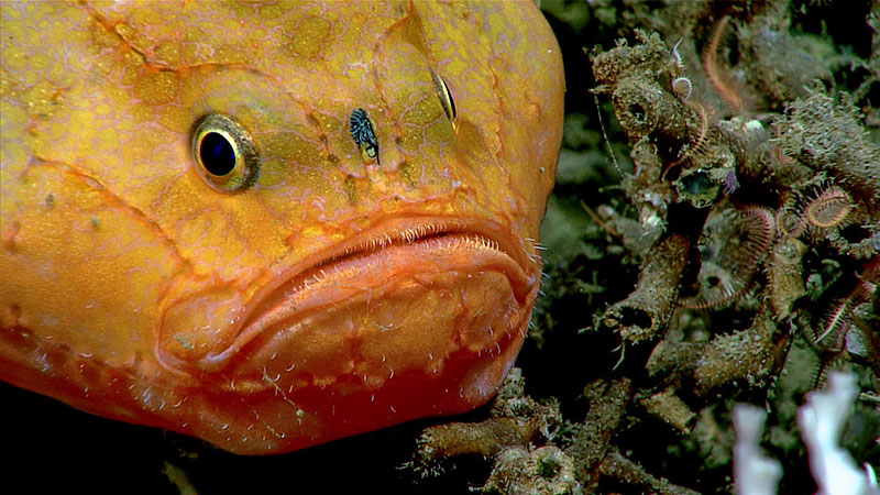 Several individuals of anglerfish, Chaunax coloratus, were observed in the coral rubble habitat.