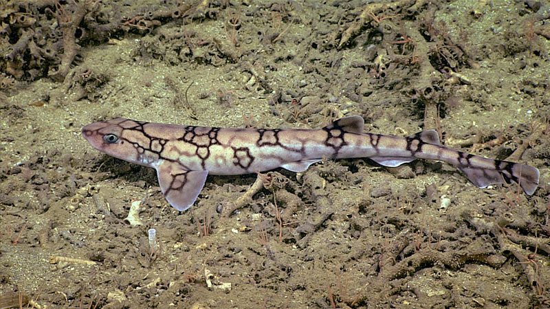 This chain dogfish with its effective camouflage was imaged around 450 meters (1,476 feet) during Dive 10 of the Windows to the Deep 2018 expedition. This is one of the few species of sharks that can 'breathe' while sitting motionless, instead of needing to continuously swim.