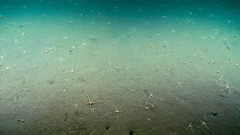 At the start of Dive 11 of the Windows to the Deep 2018 expedition the remotely operated vehicle (ROV) Deep Discoverer imaged a very high density of brittle stars on the thick fine-grained sediment seafloor.