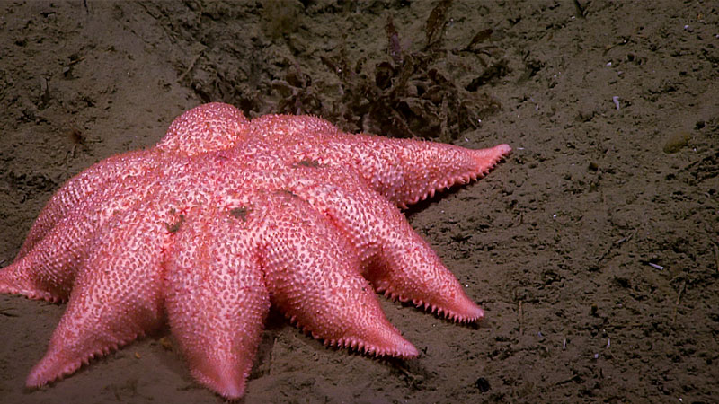 This sea star from the family Solasteridae was imaged around 1,122 meters (about 3,681 feet) during Dive 12 of the Windows to the Deep 2018 expedition.