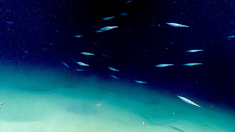 Image of the schooling Illex sp. of squid seen throughout Dive 14 of the Windows to the Deep 2018 expedition.