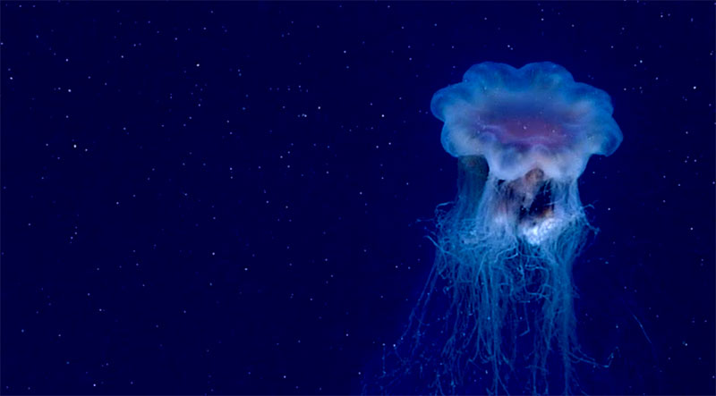 Dive 15: Jellyfish