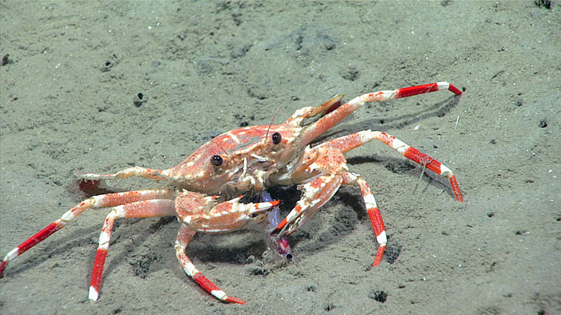 During Dive 15 of the Windows to the Deep 2018, this crab was imaged eating an amphipod along Keller Canyon.