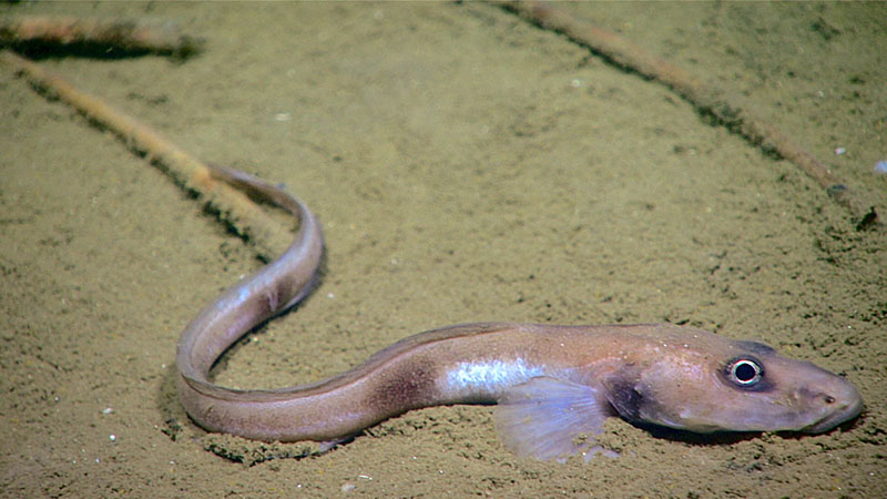 An eelpout seen during Dive 16 of the Windows to the Deep 2018 expedition. Quill worm tubes can be seen in the background of this image. These were two of the most common fauna observed during this dive.