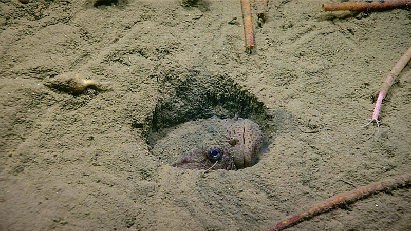 Living up to its reputation as an ambush predator, this Atlantic Midshipman lays in wait.