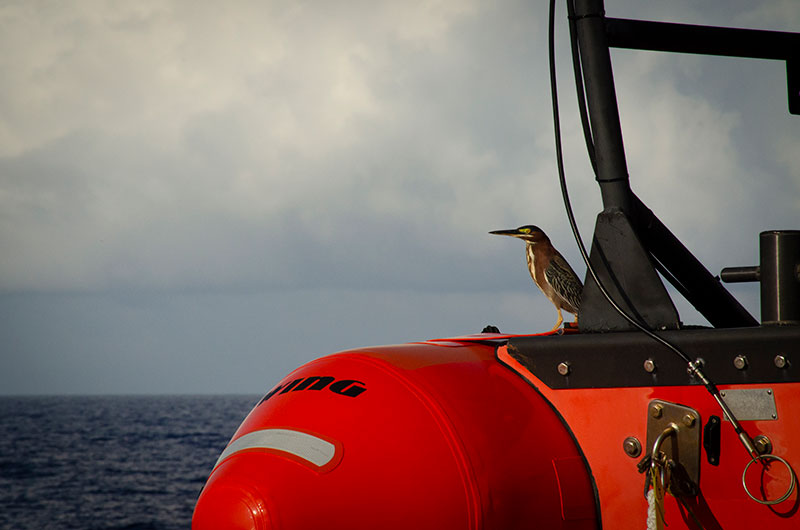 This bird caught a ride on NOAA Ship Okeanos Explorer’s small boat as the ship headed offshore for the Windows to the Deep 2018 expedition.