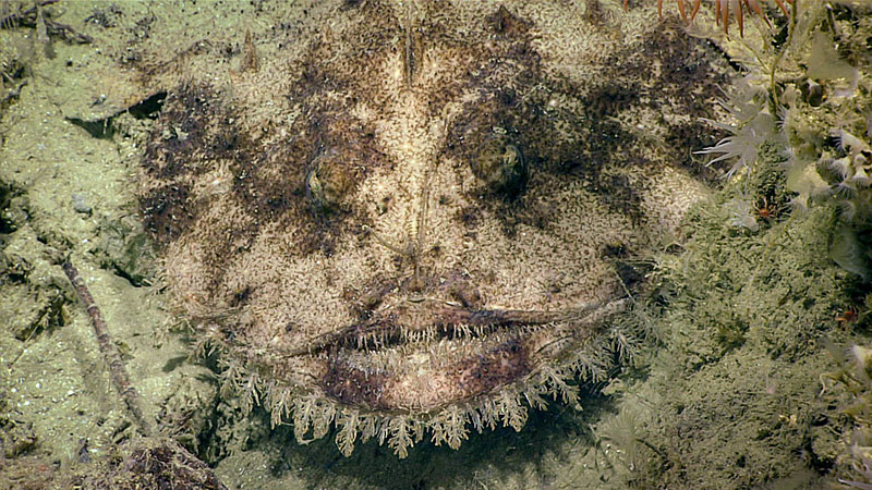 A highly camouflaged monkfish was observed blending into the seafloor during the 13th dive of the Windows to the Deep 2018 expedition.