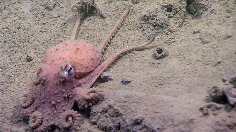 Multiple Bathypolypus bairdii octopus were seen during Dive 15 of the Windows to the Deep 2018 expedition.