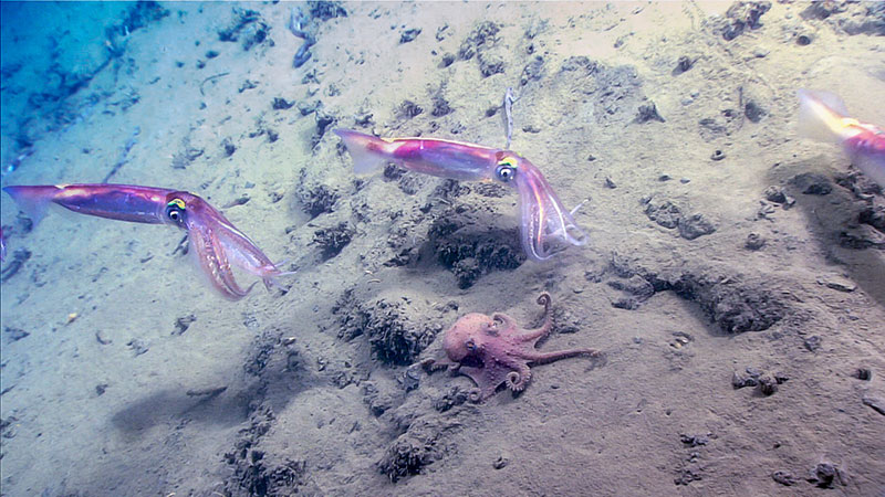 These Illex squid try to steal the show from the octopus during Dive 15 of the Windows to the Deep 2018 expedition.
