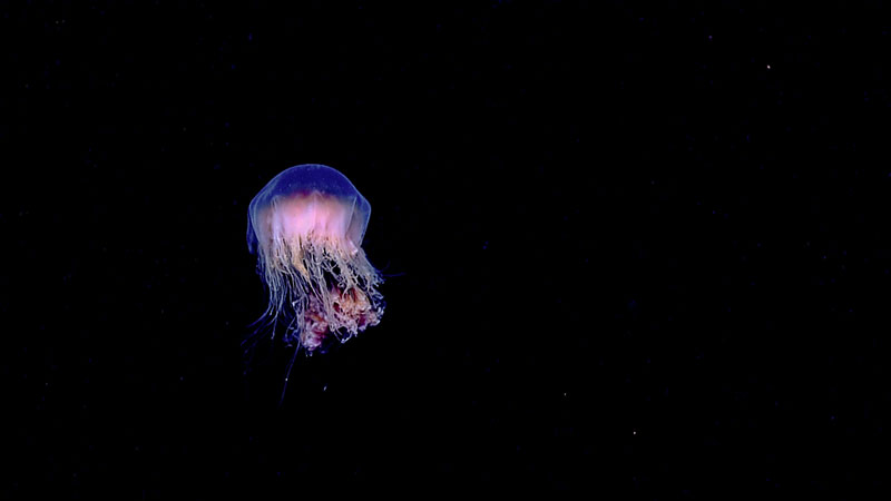 This species of jelly was seen throughout the dive and during the 500 meter water column transect of Dive 15 for the Windows to the Deep 2018 expedition.