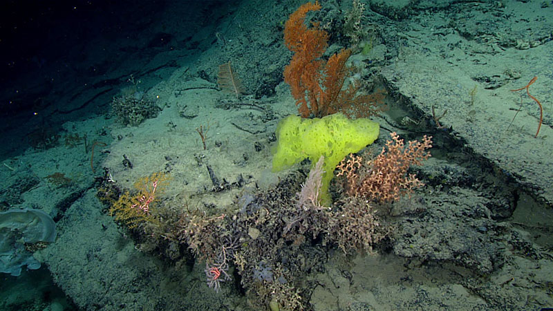 Sponges, corals, and other invertebrates live hundreds of meters below the sea surface.