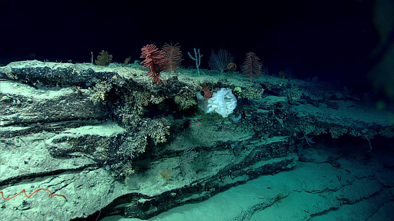 Sponges, corals, urchins, and other organisms populate outcrops of hard substrate on the seafloor.