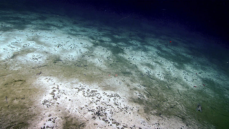In addition to searching for coral and sponge communities, during the expedition, two dives targeted water column anomalies suspected to be cold seeps. On both of these dives, scientists saw evidence of methane seepage, such as this landscape view of the many bacterial mats seen along the seafloor during Dive 16 of the expedition.