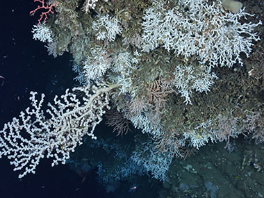 A variety of deep-sea corals found on a ledge in an unnamed canyon between Heezen and Nygren Canyons