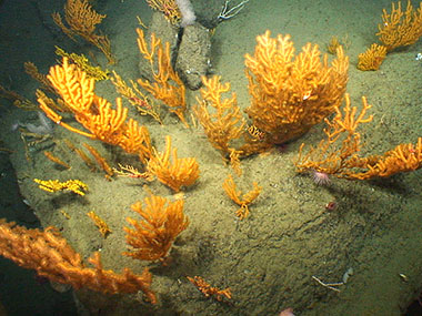 A cluster of deepwater corals grows on hard substrate exposed on the western wall of Oceanographer Canyon.