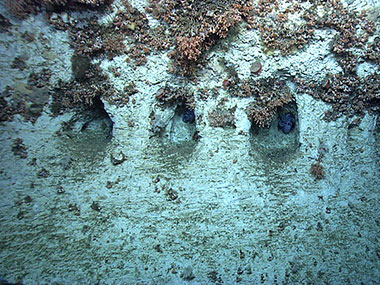 Small cave-like features have been eroded in a wall in which octopus brood their eggs while corals grow from the overhang above them.
